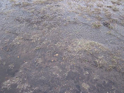 Nne Bora - Geparden im Regen