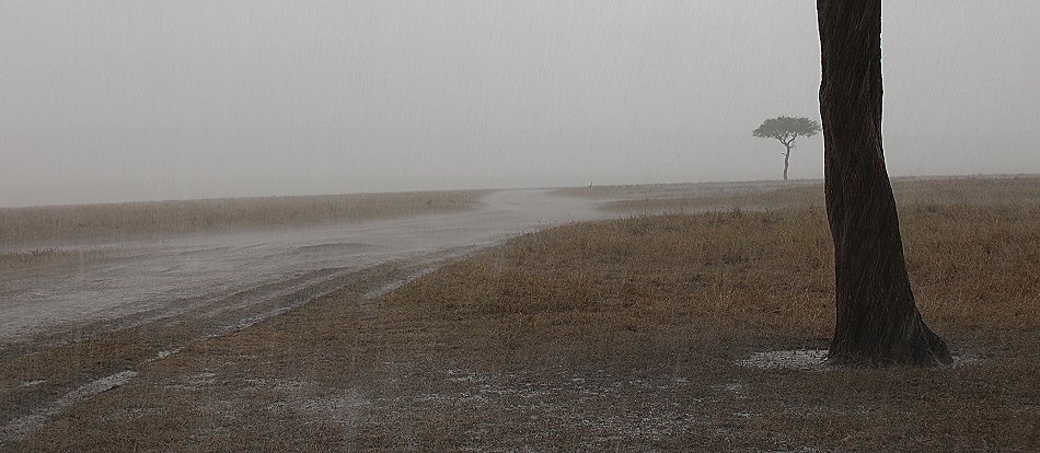 Nne Bora - Geparden im Regen