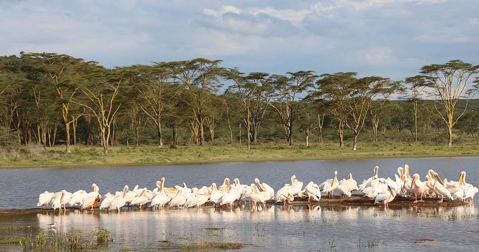 Rosapelikane im Nakuru Park