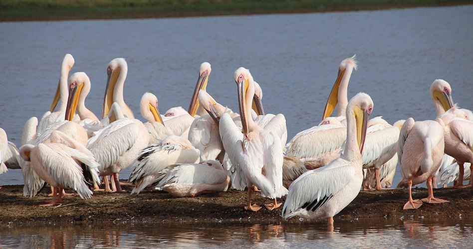 Rosapelikane im Nakuru Park