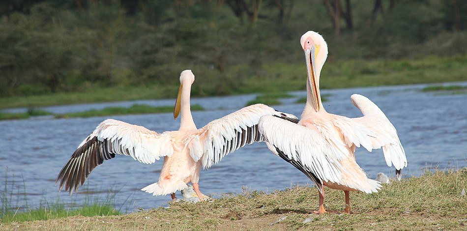 Rosapelikane im Nakuru Park