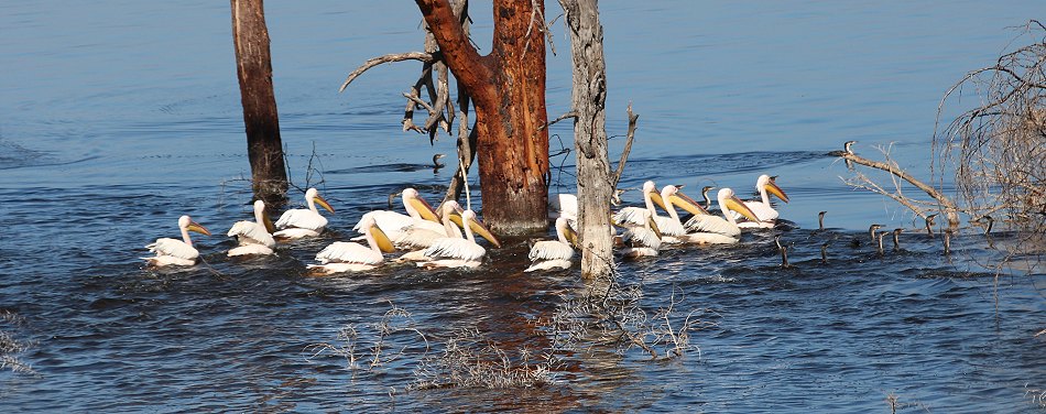 Rosapelikane im Lake Nakuru National Park