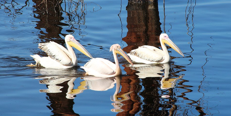 Rosapelikane im Lake Nakuru National Park