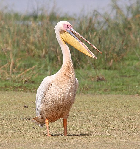 Rosapelikane Tüpfelhyänen im Amboseli National Park 