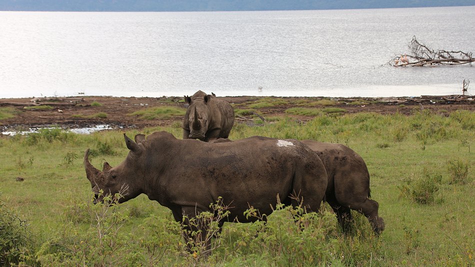 Breitmaulnasörner im Lake Nakuru National Park