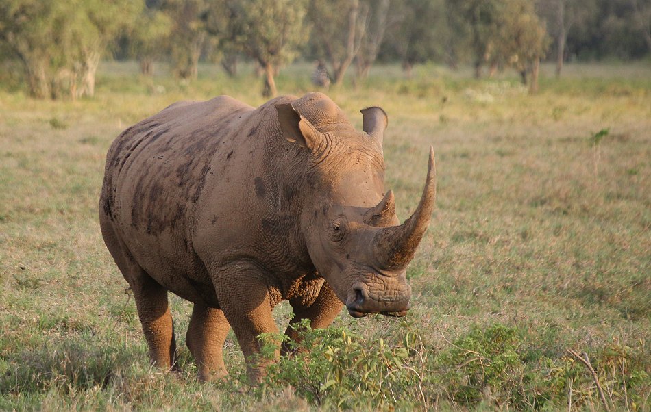 Breitmaulnasörner im Lake Nakuru National Park