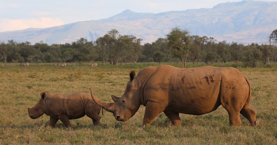 Breitmaulnasörner im Lake Nakuru National Park
