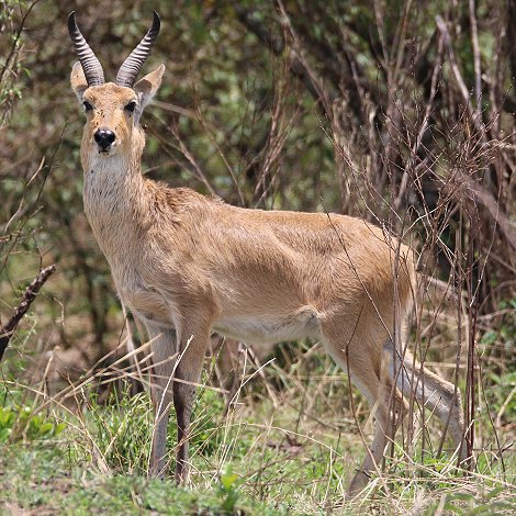 Riedbock in der Masai Mara