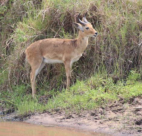 Riedbock in der Masai Mara