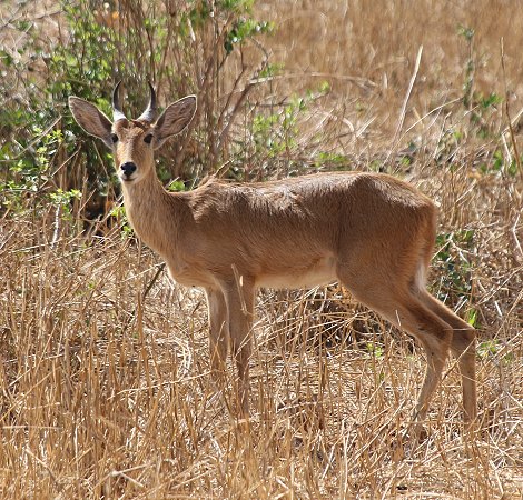 Riedbock im Lumo Reservat