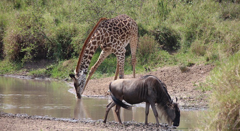Masai Mara 2021