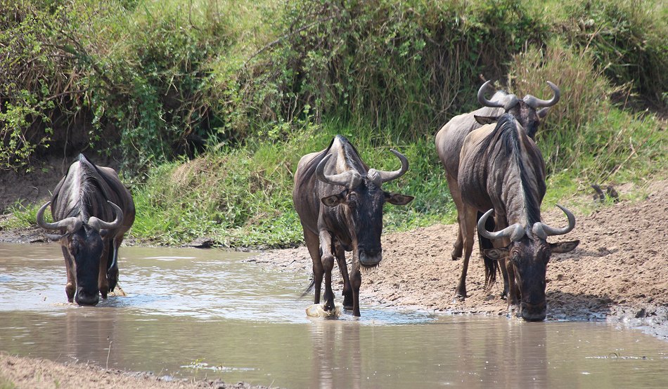 Masai Mara 2021