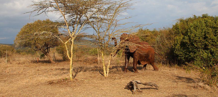 Sandai Farm - zwischen Mount Kenya und Aberdares - Kenya Hochland