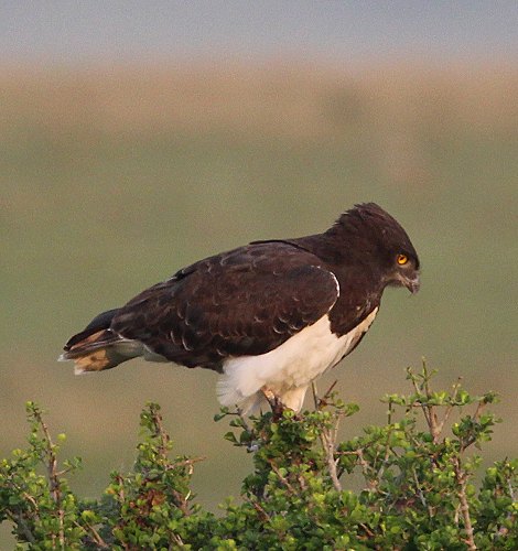 Schlangenadler in der Masai Mara