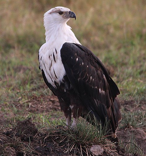 Schreiseeadler in der Masai Mara