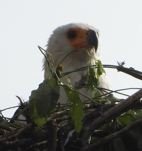 Schreiseeadler