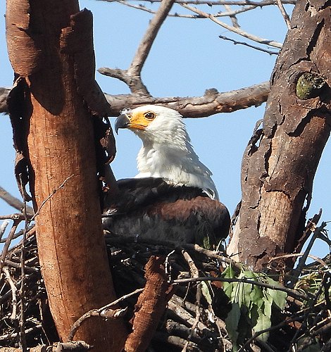 Schreiseeadler