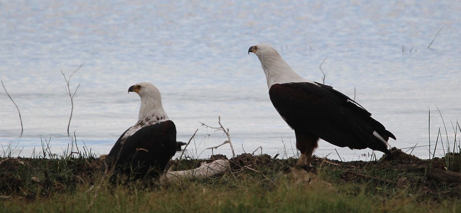 Schreiseeadler