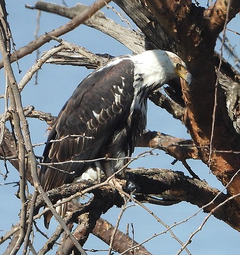 Schreiseeadler