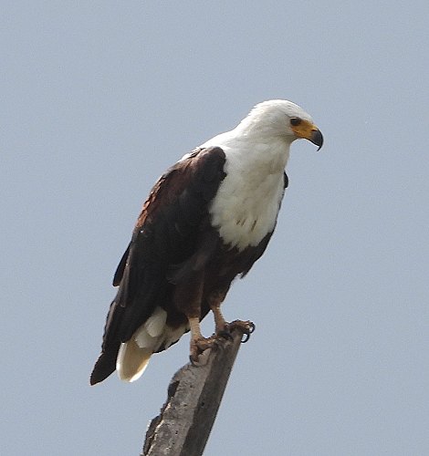 Schreiseeadler
