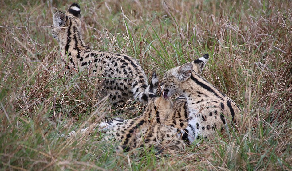 Serval Familie - säugende Serval Mutter