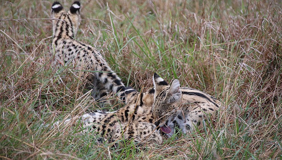 Serval Familie - säugende Serval Mutter