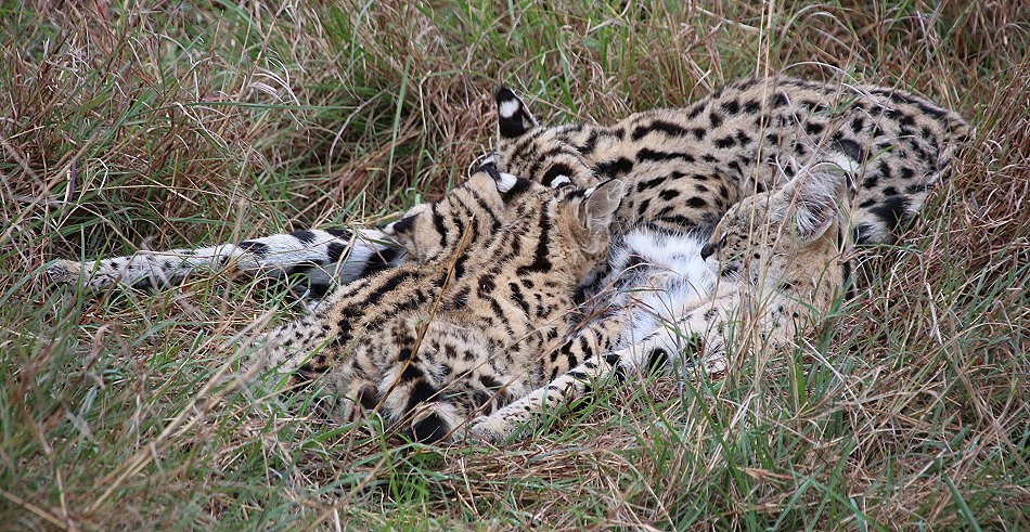 Serval Familie - säugende Serval Mutter