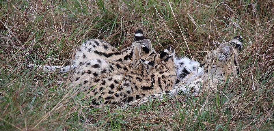 Serval Familie - säugende Serval Mutter