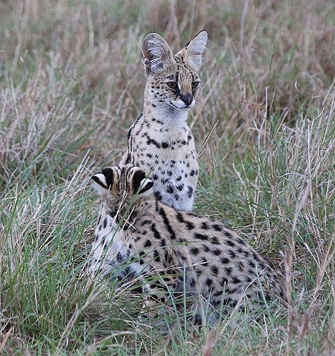 Serval Familie - säugende Serval Mutter