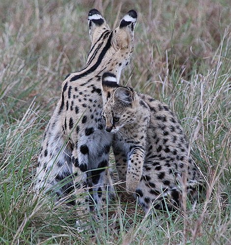 Serval Familie - säugende Serval Mutter