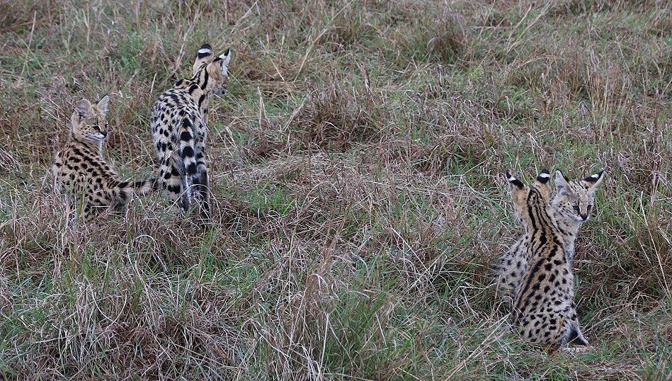Serval Familie - säugende Serval Mutter