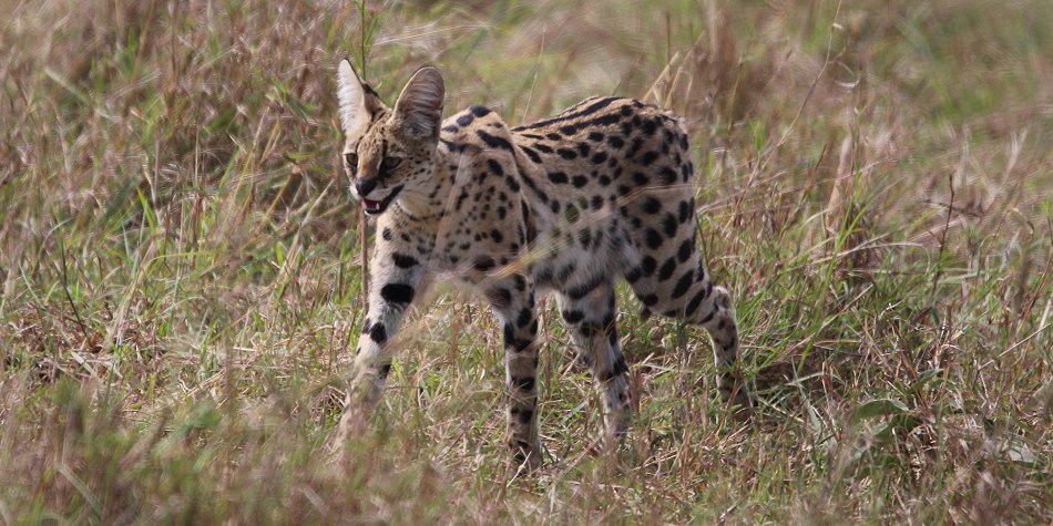 jagender Serval