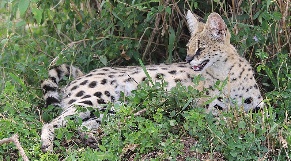 jagender Serval