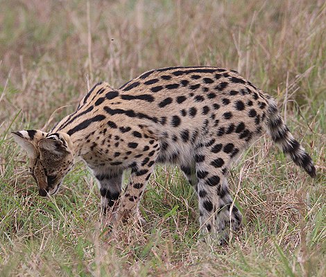 jagender Serval