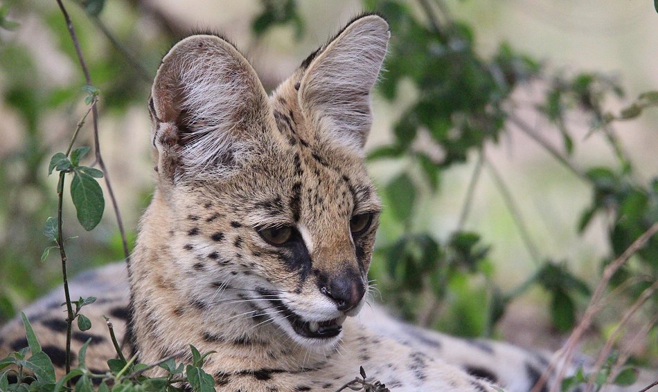 Serval Weibchen
