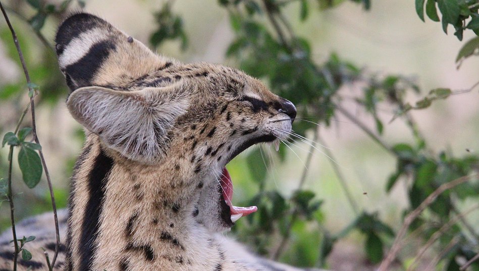 Serval Weibchen