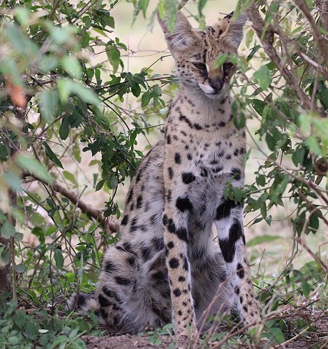 junger Serval