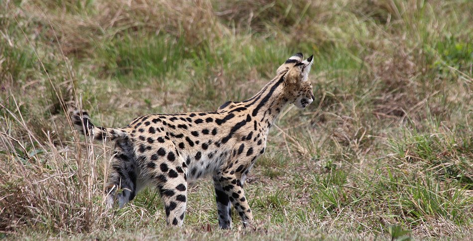 Serval Weibchen