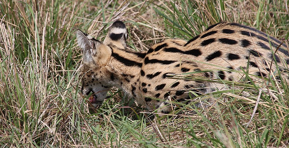 Serval Weibchen