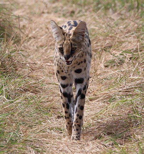 jagender Serval