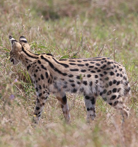 jagender Serval