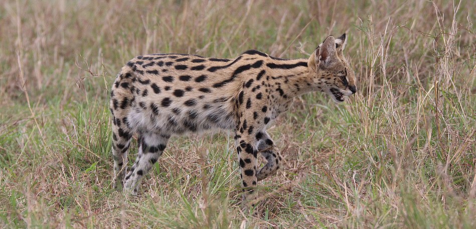 jagender Serval