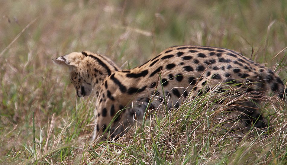 jagender Serval