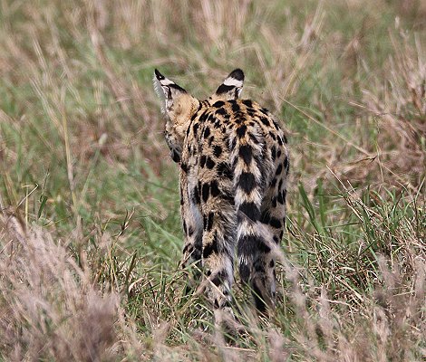 jagender Serval