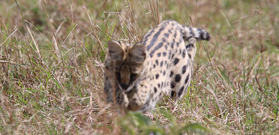 jagender Serval