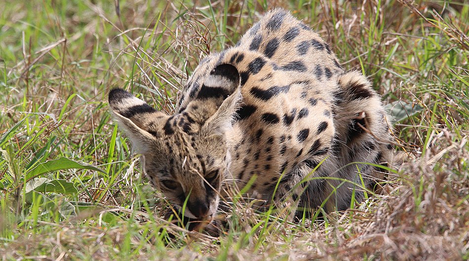 jagender Serval