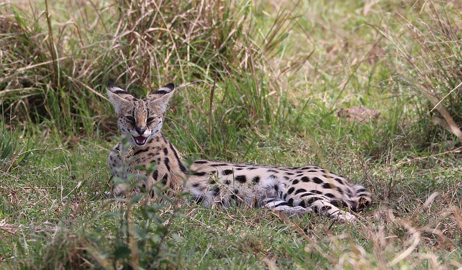 jagender Serval