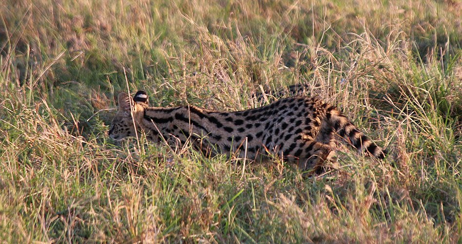 Serval