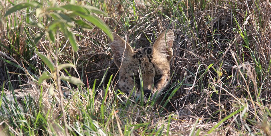Serval Kater