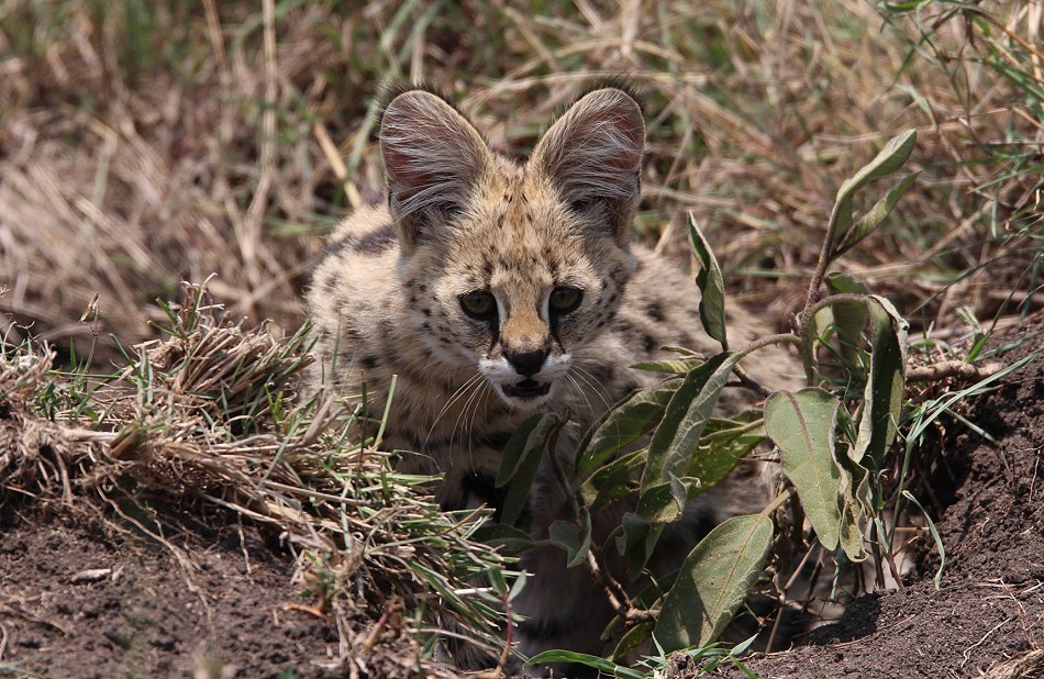 junge Servale in der Masai Mara